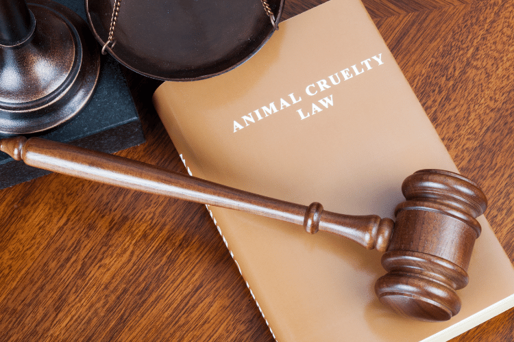 les normes juridiques de l'experimentation animale 